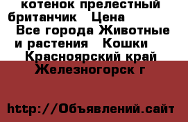 котенок прелестный британчик › Цена ­ 12 000 - Все города Животные и растения » Кошки   . Красноярский край,Железногорск г.